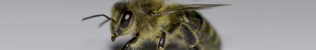 Une abeille en Hiver